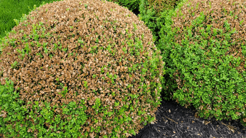 boxwood leafminer damage | plant health care year in review | Burkholder PHC