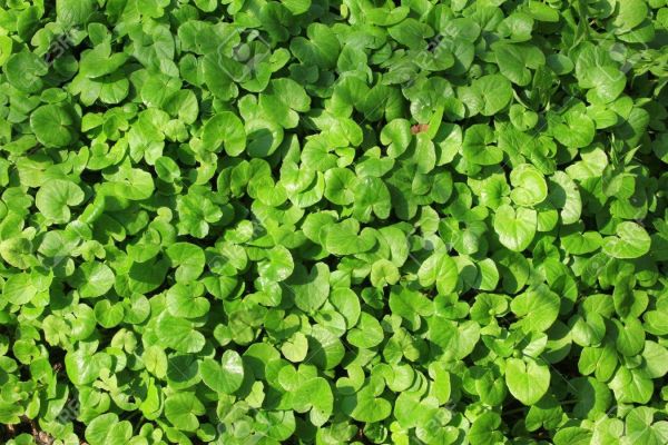 Lesser celandine plants without flowers- weeds in Main Line landscapes - Burkholder PHC