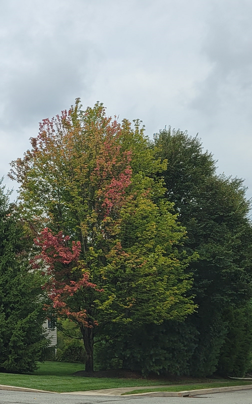 Phytophthora rot on a maple tree | Phytophthora Root Rot | Burkholder PHC