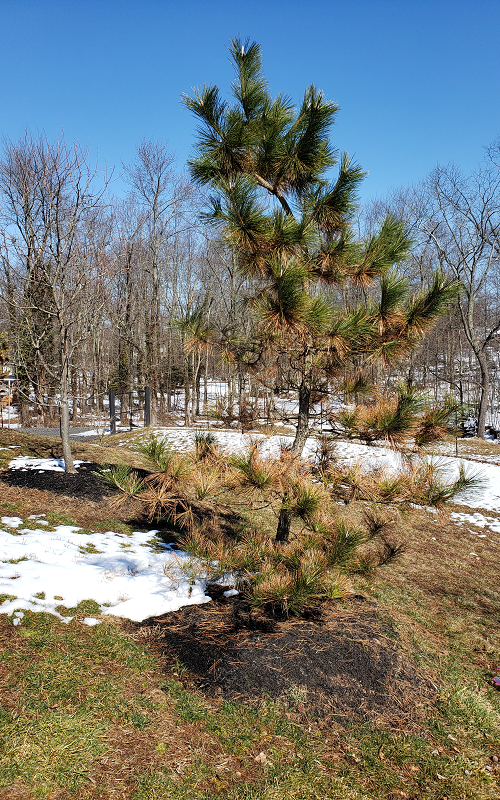 Phytophthora rot on a pine tree | Phytophthora Root Rot | Burkholder PHC