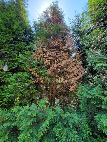 Arborvitae with dieback and discoloration from girdling roots - Burkholder PHC