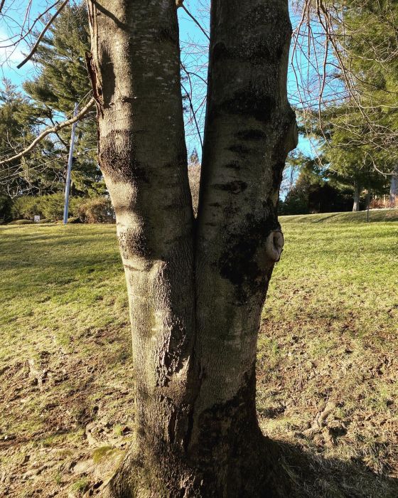 tree with large co-dominant branch - manage co-dominant branches- BurkholderPHC