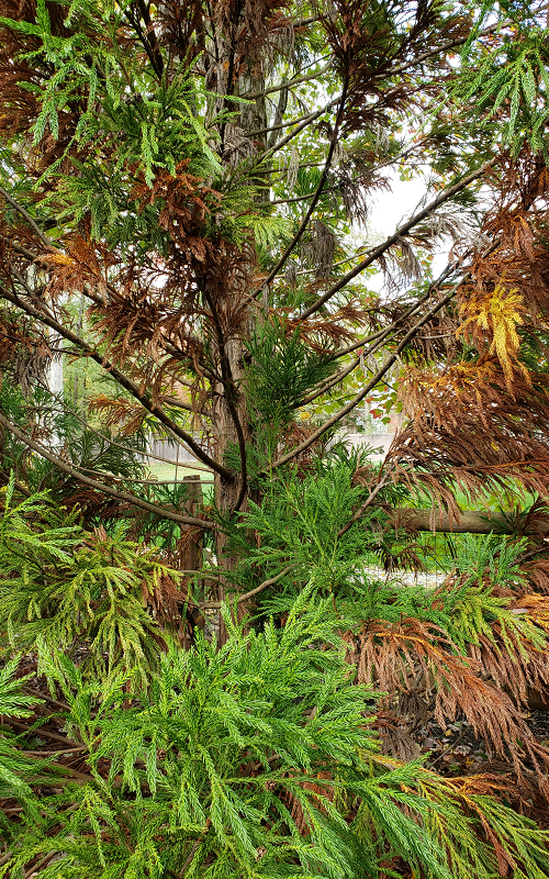 Phytophthora rot on Cryptomeria | Phytophthora Root Rot | Burkholder PHC