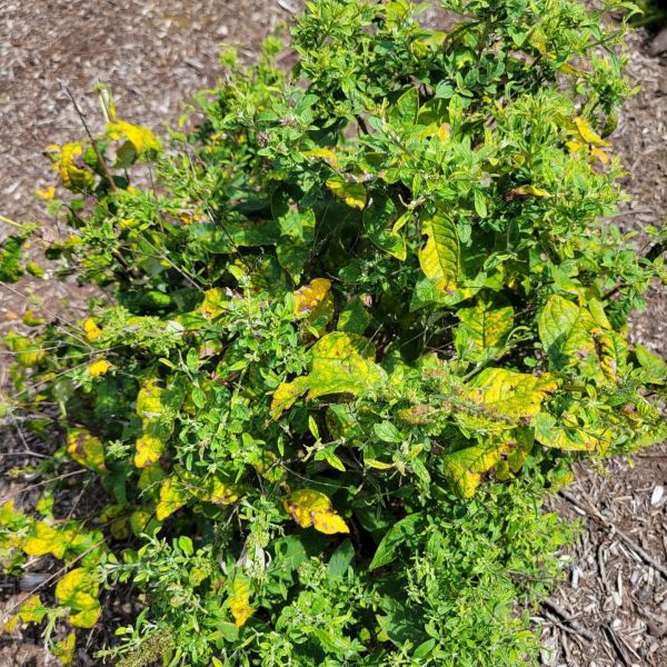 aster yellows diseased plant- Burkholder PHC