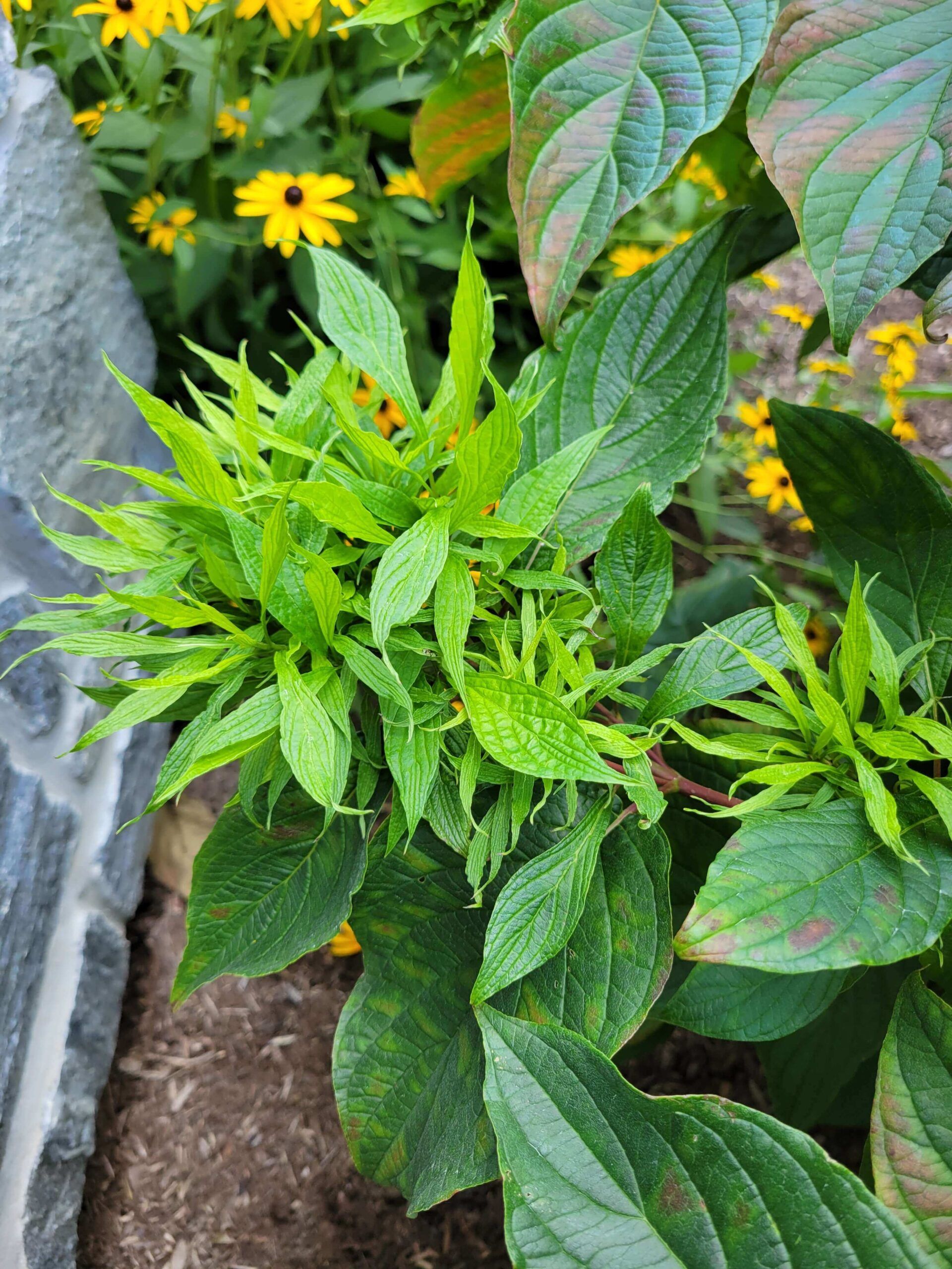 aster yellows distorted leaves- Burkholder PHC