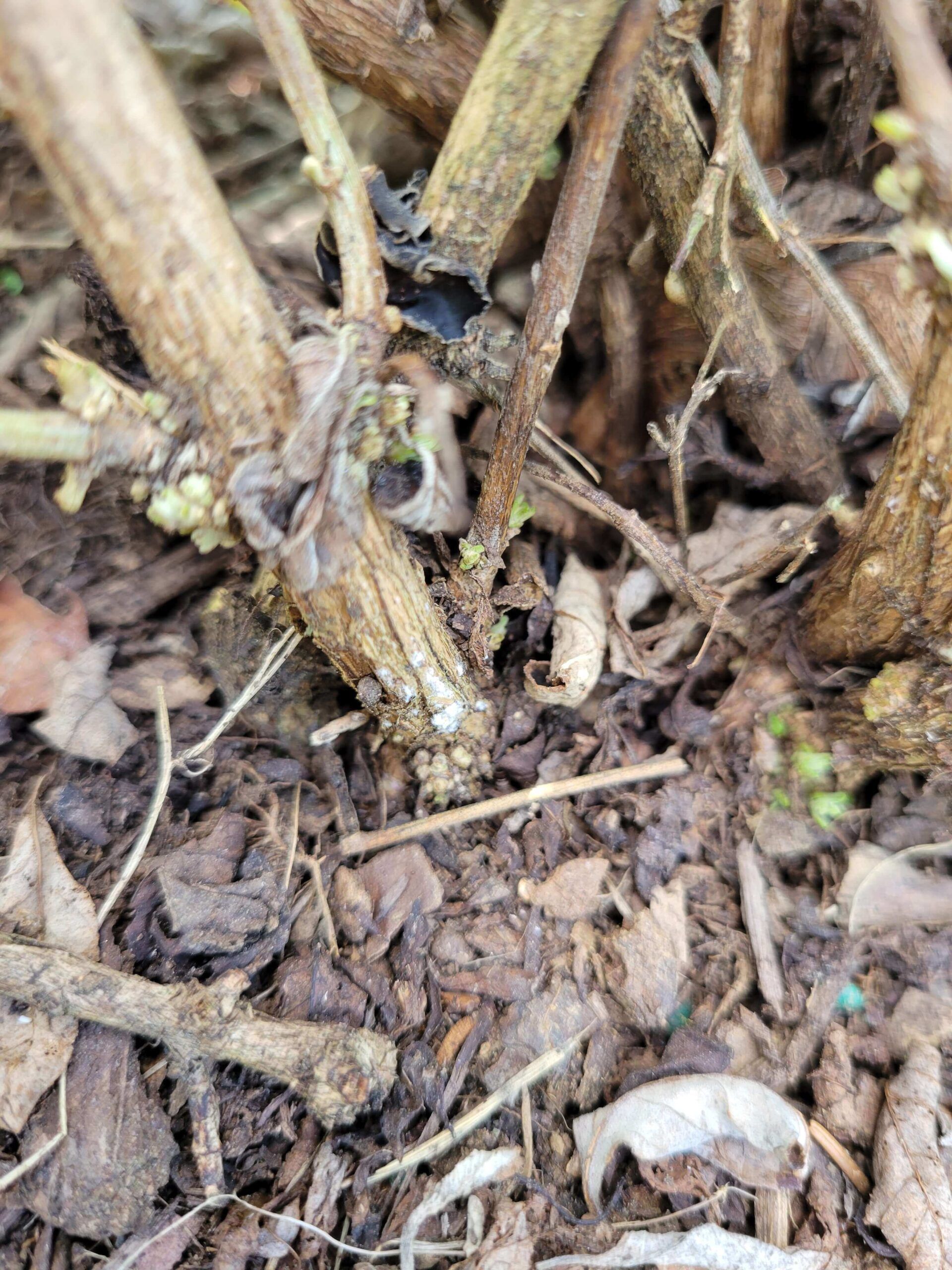 aster yellows diseased plant- Burkholder PHC