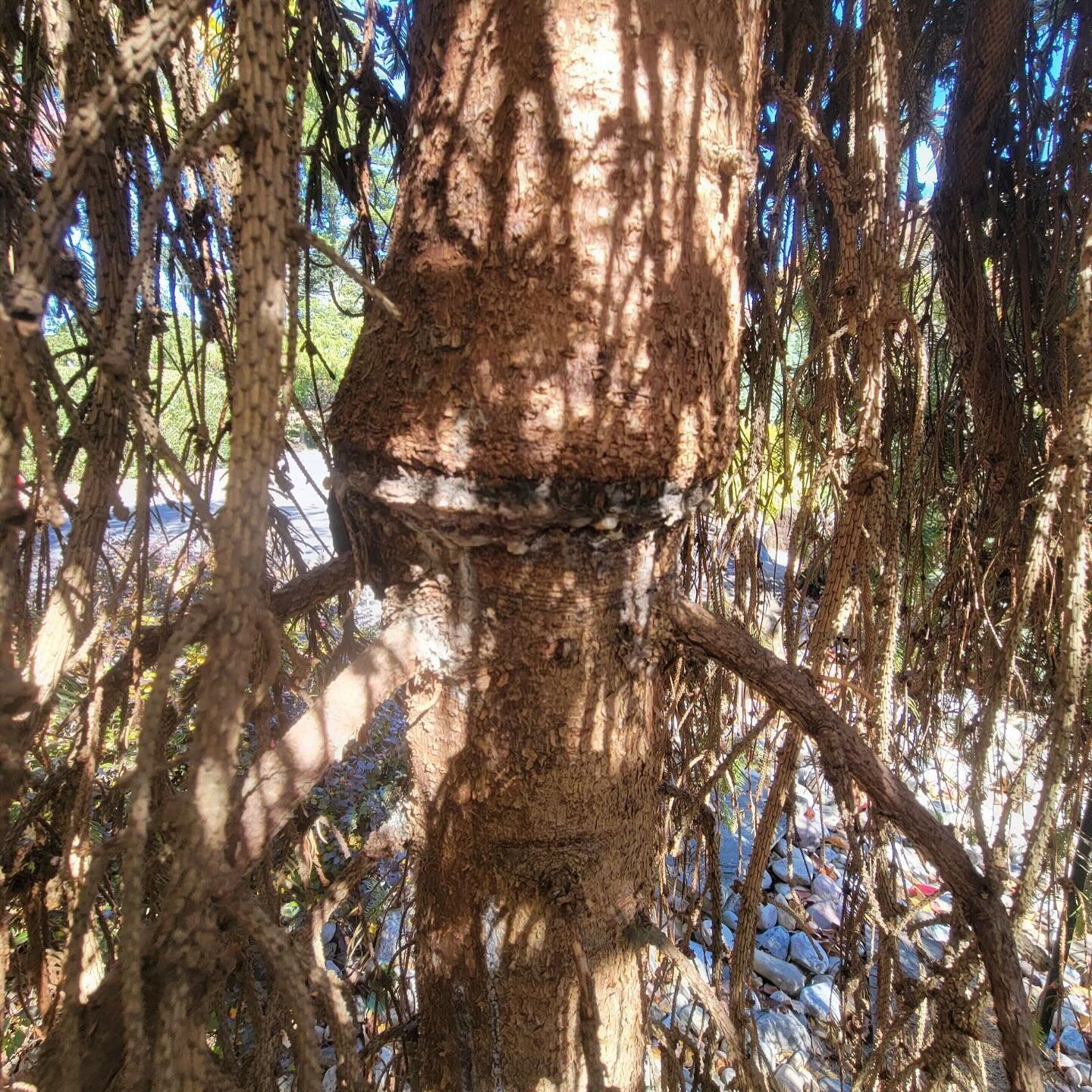 Spruce tree dying from girdling due to straps - BurkholderPHC
