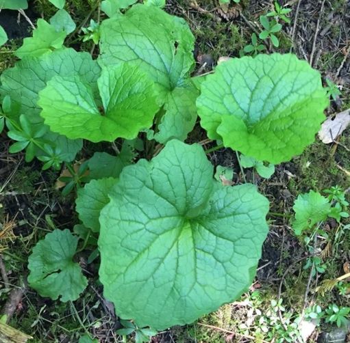 Garlic mustard- weeds in Main Line landscapes - Burkholder PHC