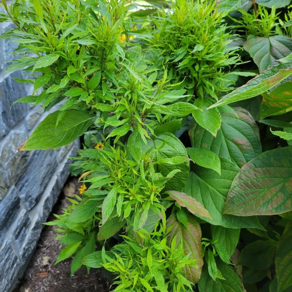 Aster Yellows in plants-BurkholderPHC