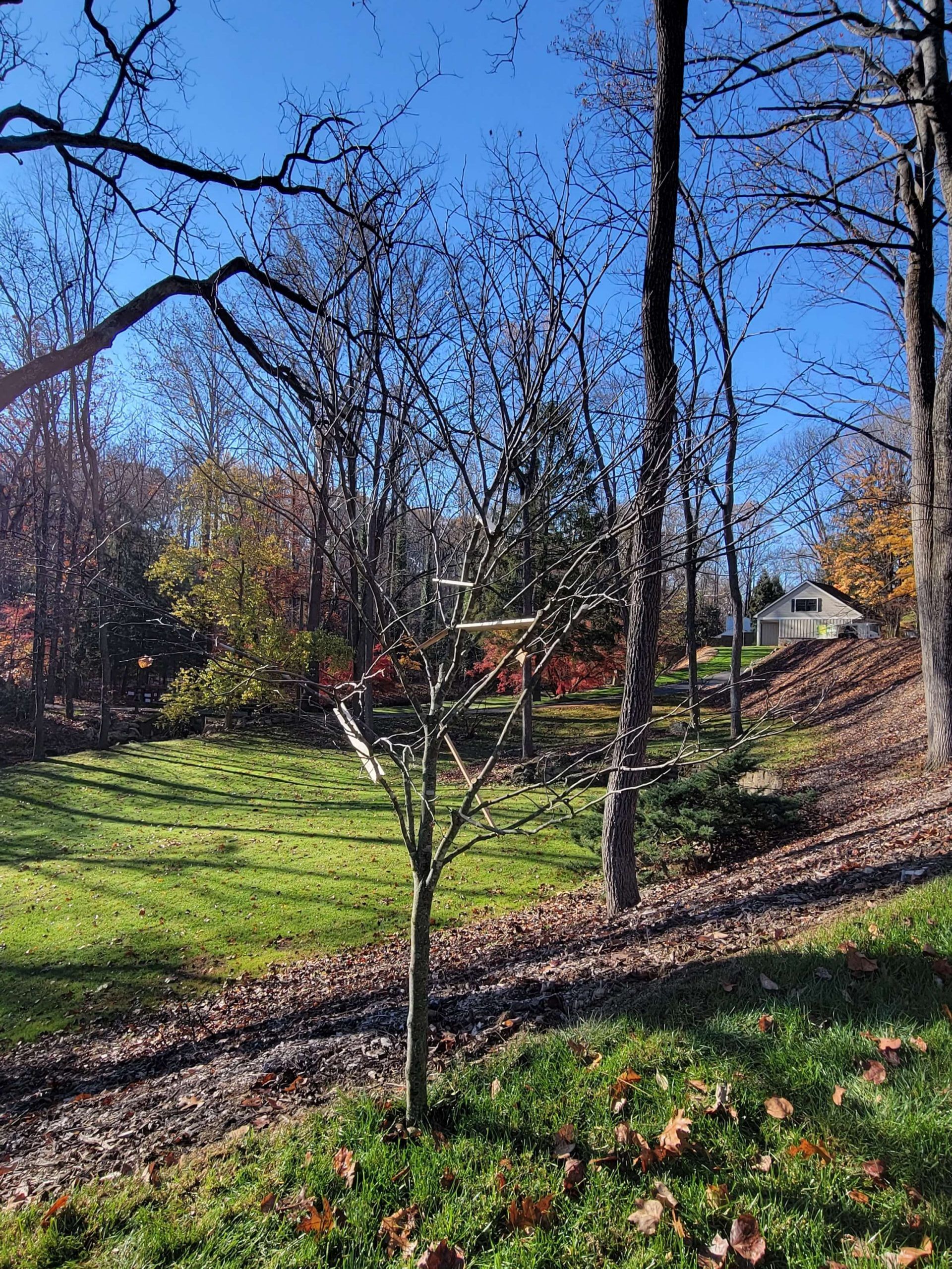 Redbud after structural Pruning | Eastern Redbud Plant Health Care Methods | Burkholder PHC