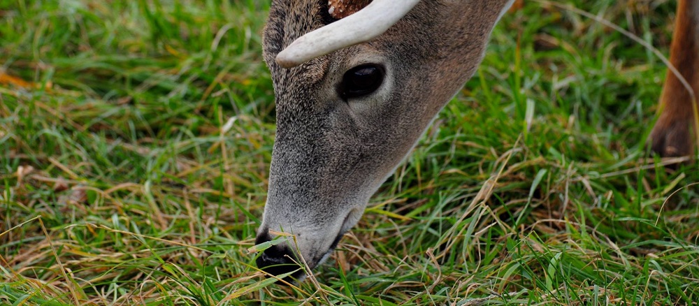 How Lawn Treatment Can Keep the Deer Away from Your Pleasant Valley, NY,  Yard<br/>