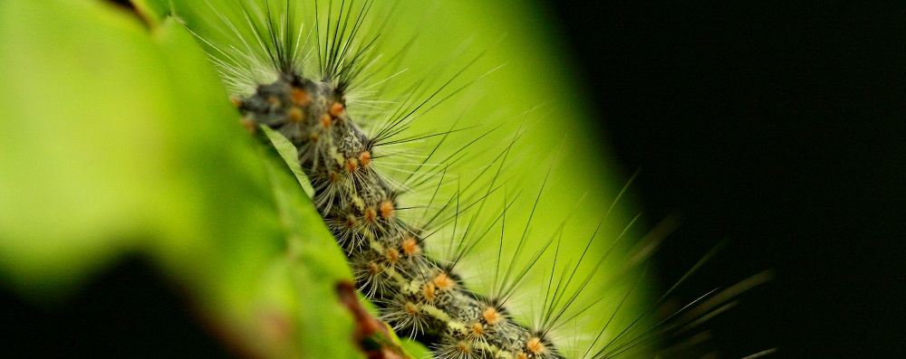 What You Need to Know About Fall Webworm - Burkholder Plant Health Care