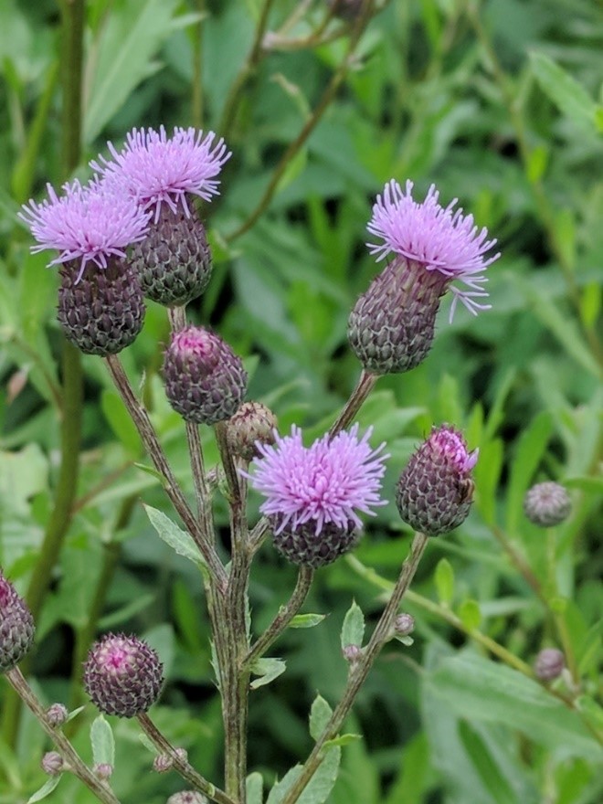 Canada thistle purple flowering weeds- weeds in Main Line landscapes - Burkholder PHC