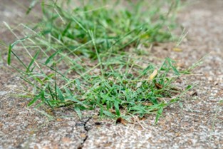 Crabgrass - - weeds in Main Line landscapes - Burkholder PHC