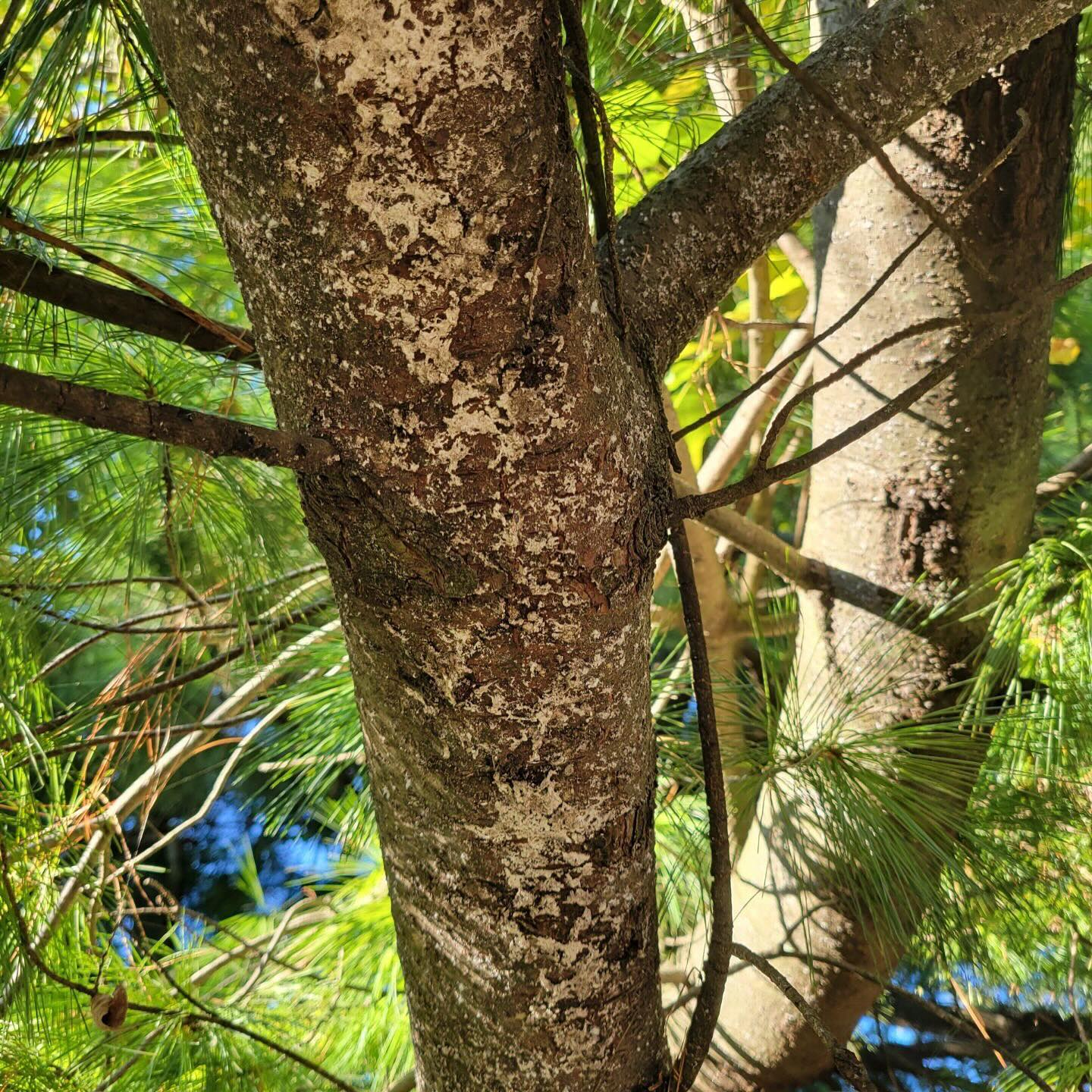 Pine bark adelgid on tree trunk- Burkholder PHC