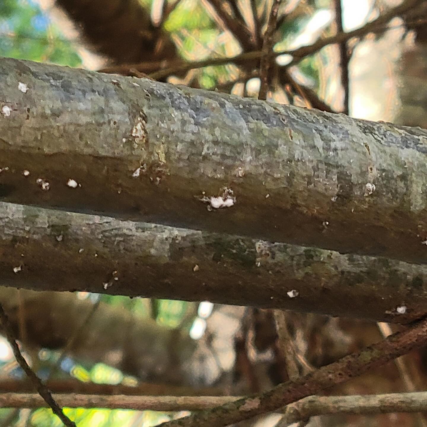 Pine bark adelgid on vertical tree branches - Burkholder PHC
