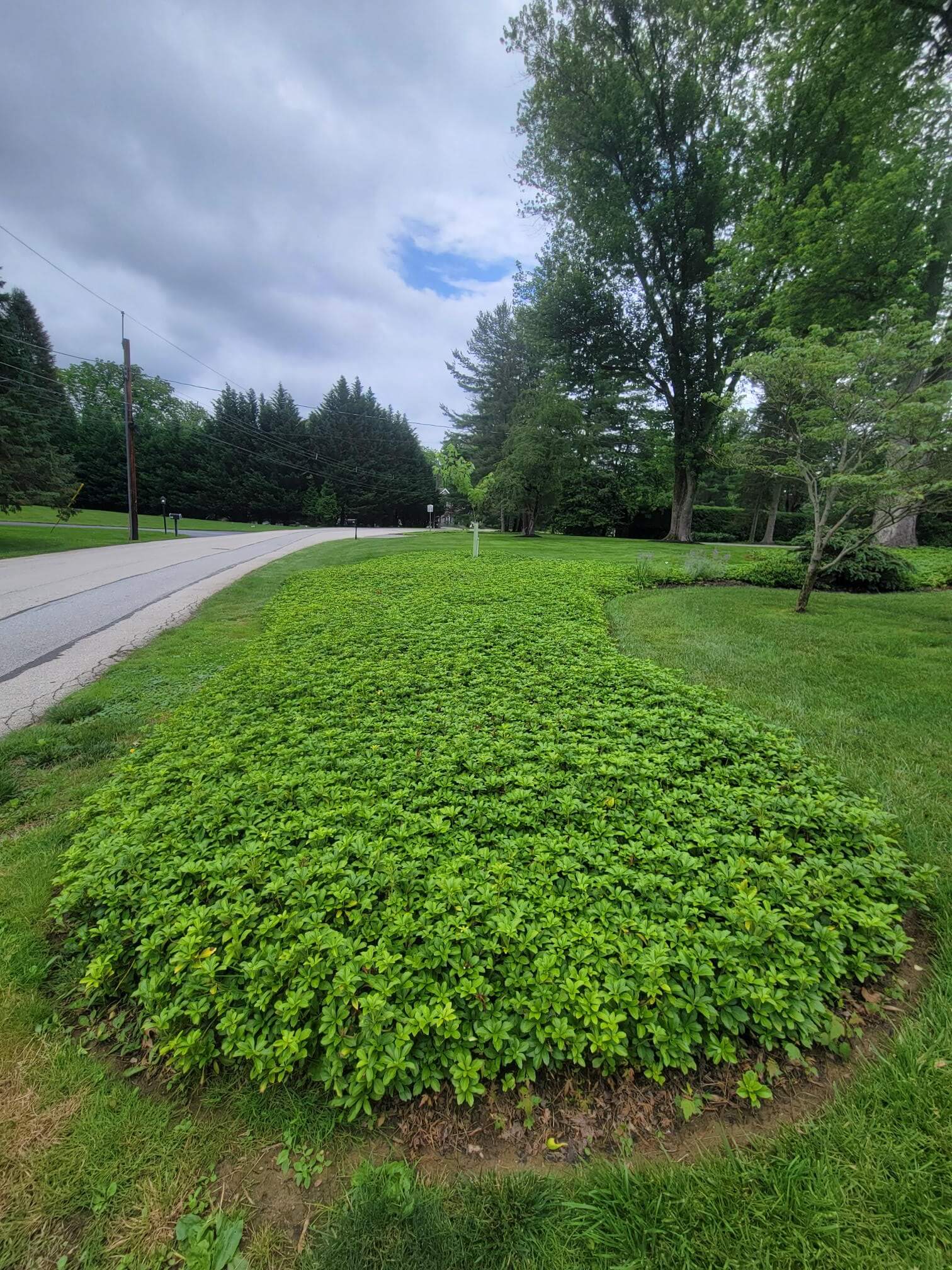 Pachysandra bed after treatment - Main Line Plant Health Problems