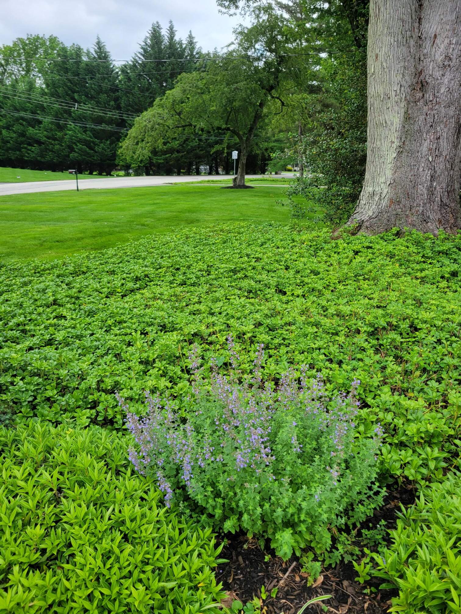 Pachysandra bed after treatment - Main Line Plant Health Problems