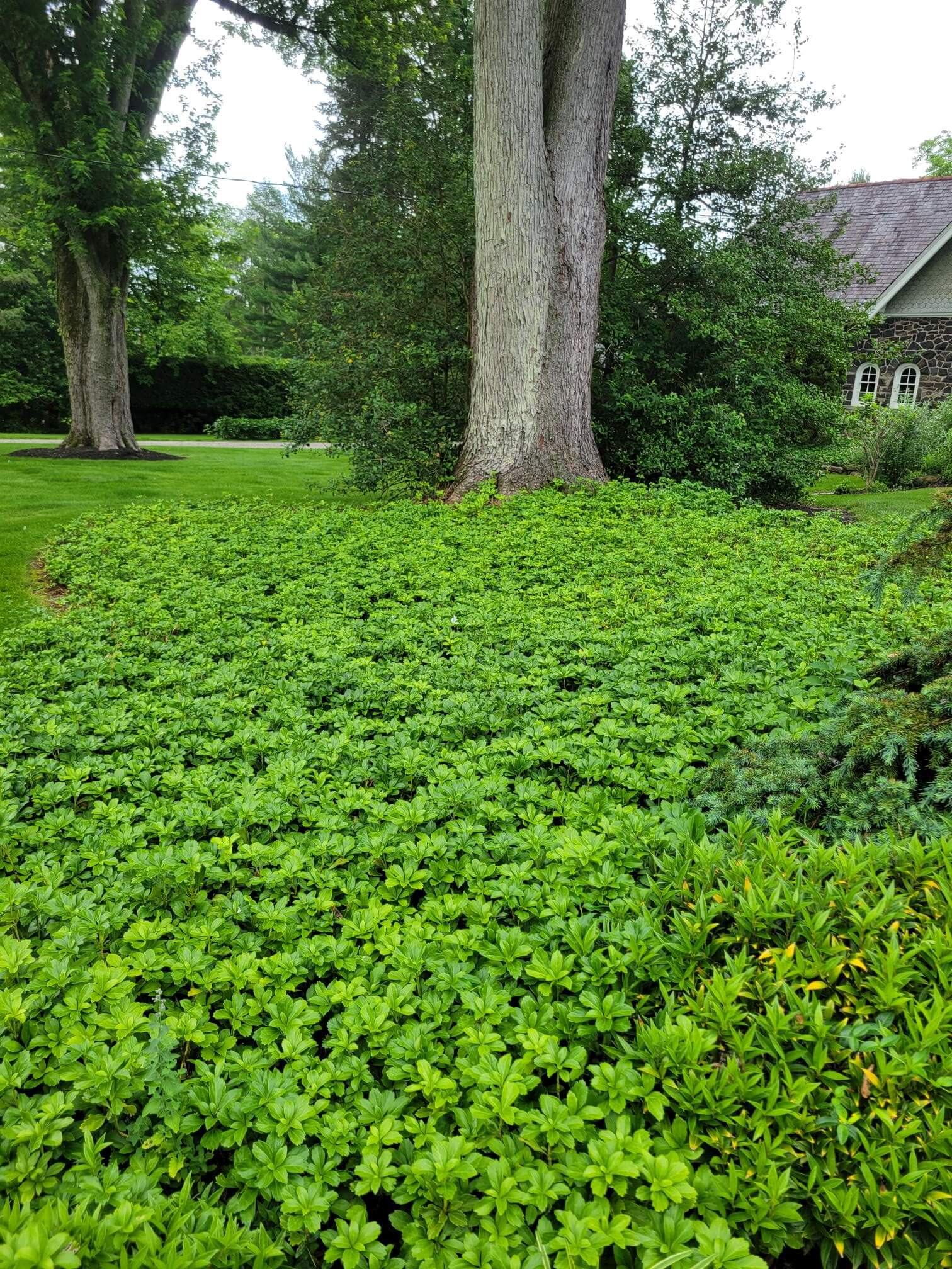 Pachysandra bed after treatment - Main Line Plant Health Problems