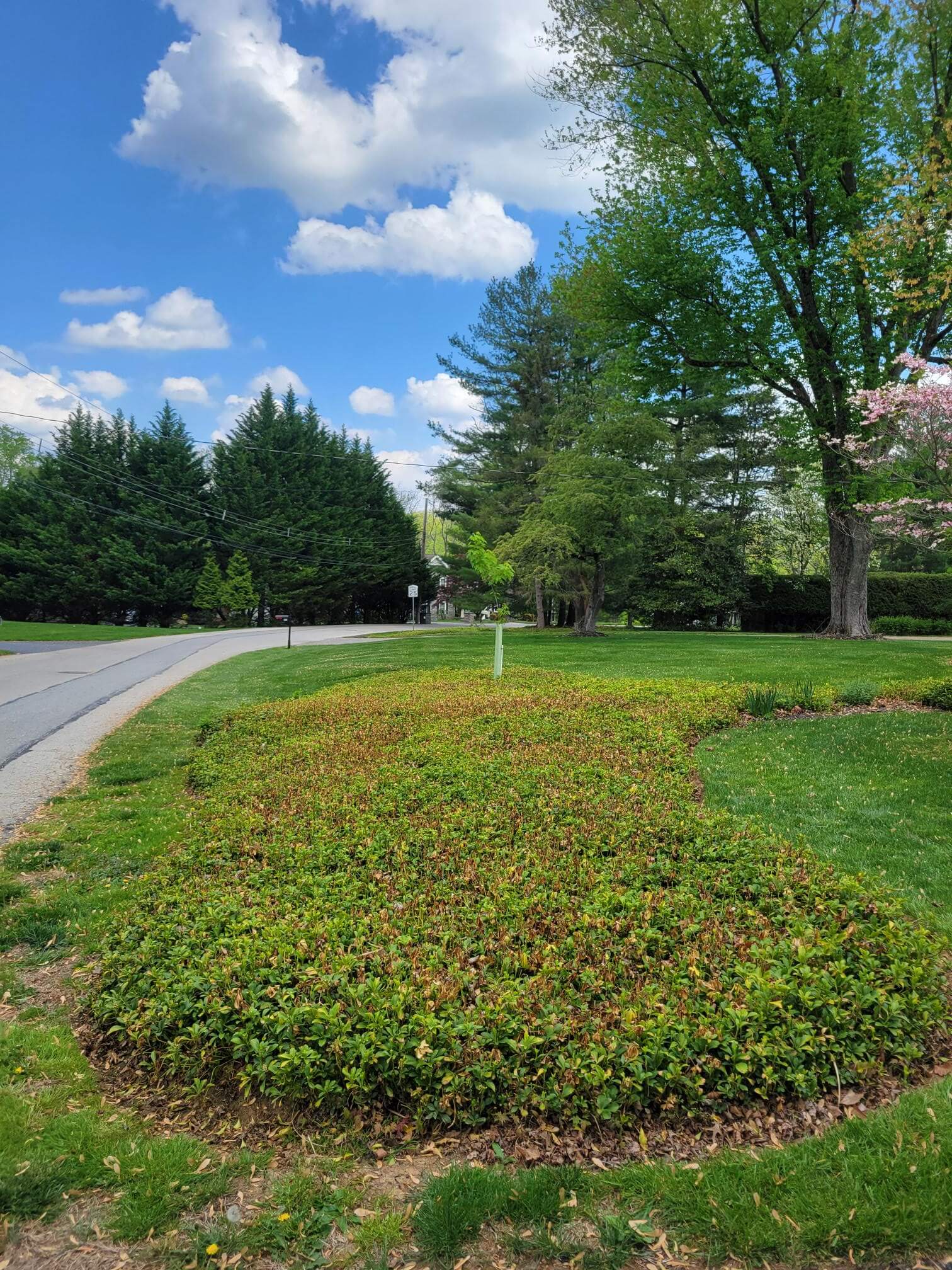 Pachysandra bed before treatment - Main Line Plant Health Problems