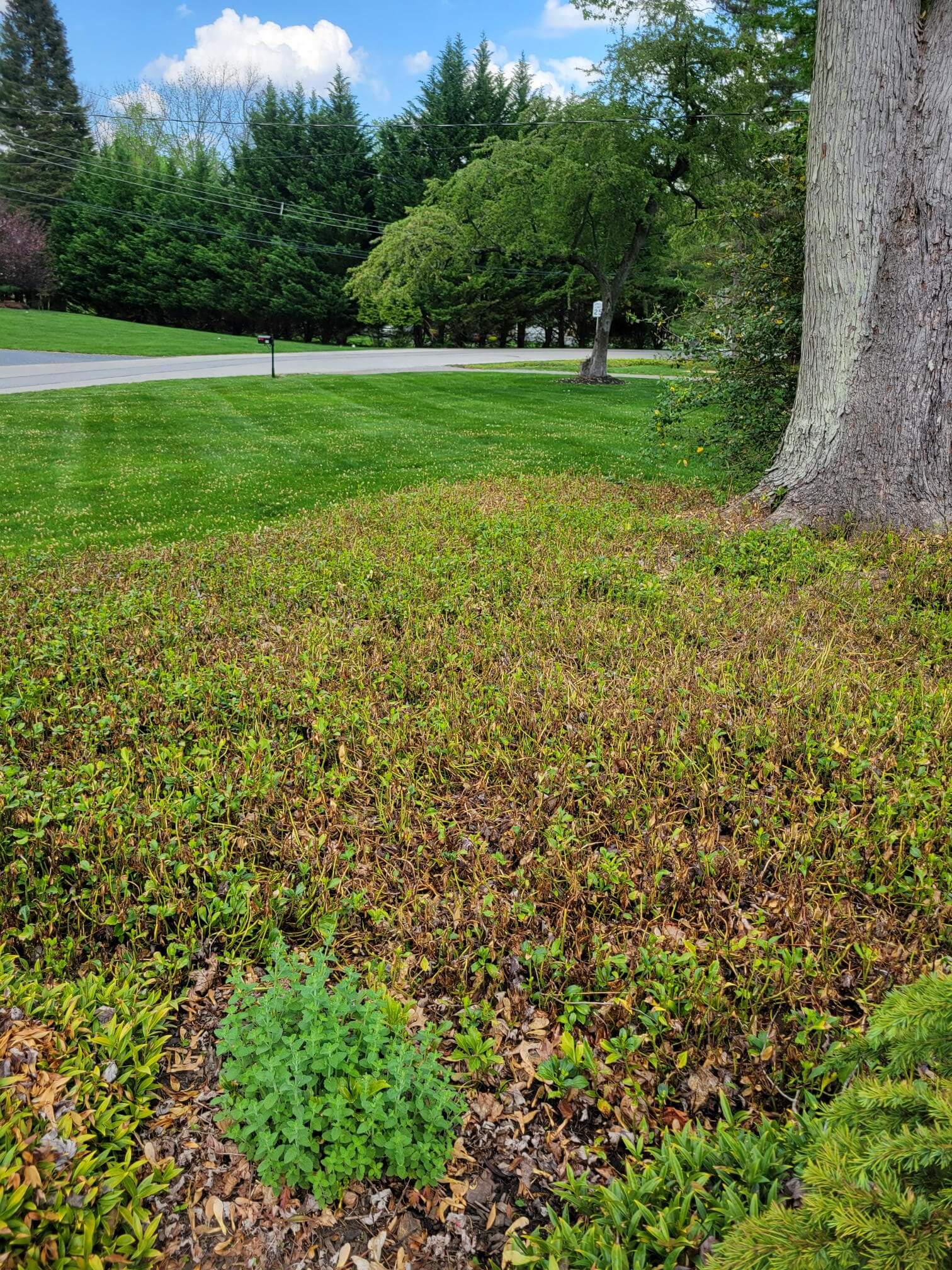 Pachysandra Collapse Before treatment by Burkholder PHC