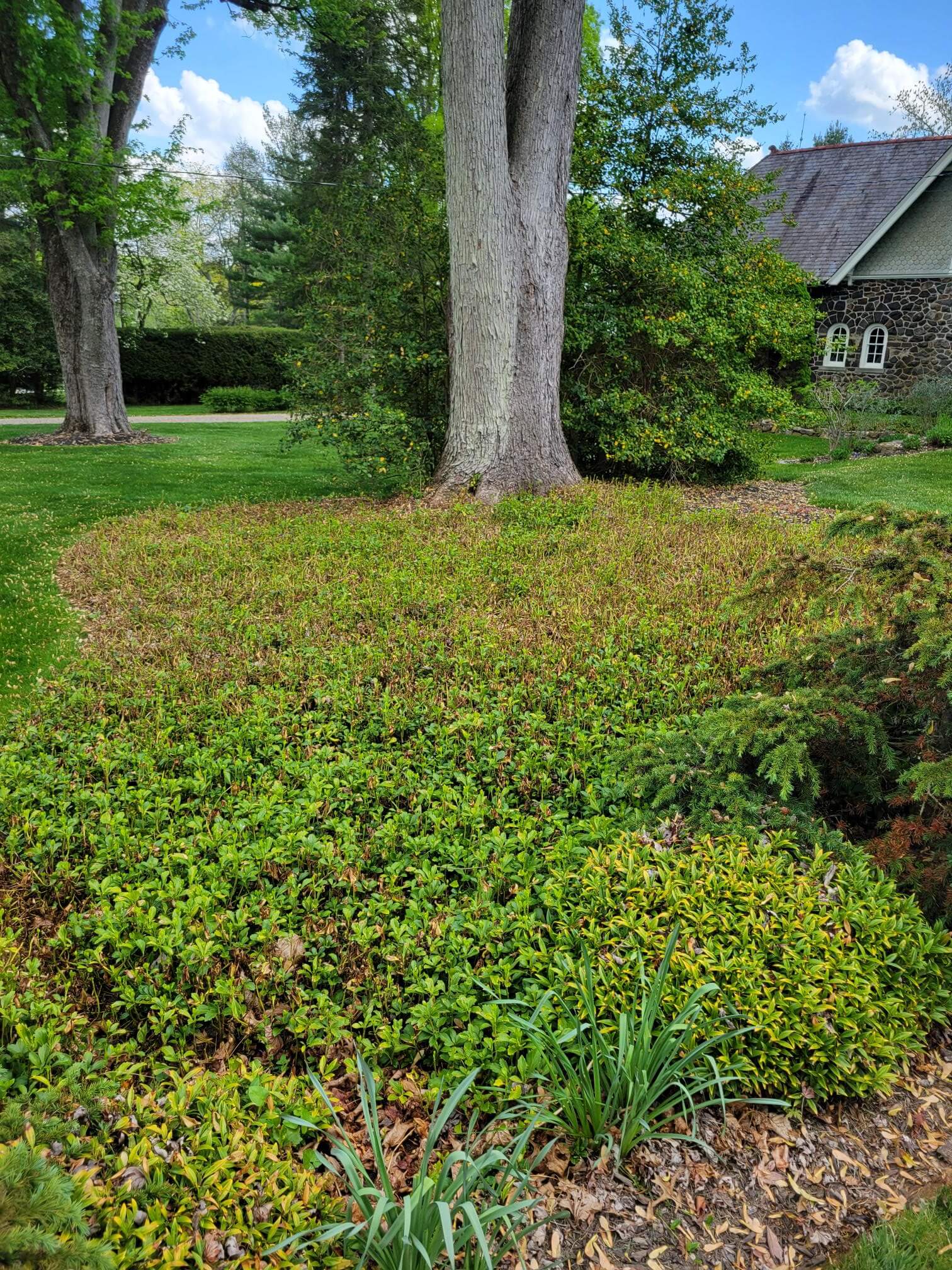 Pachysandra bed before treatment - Main Line Plant Health Problems