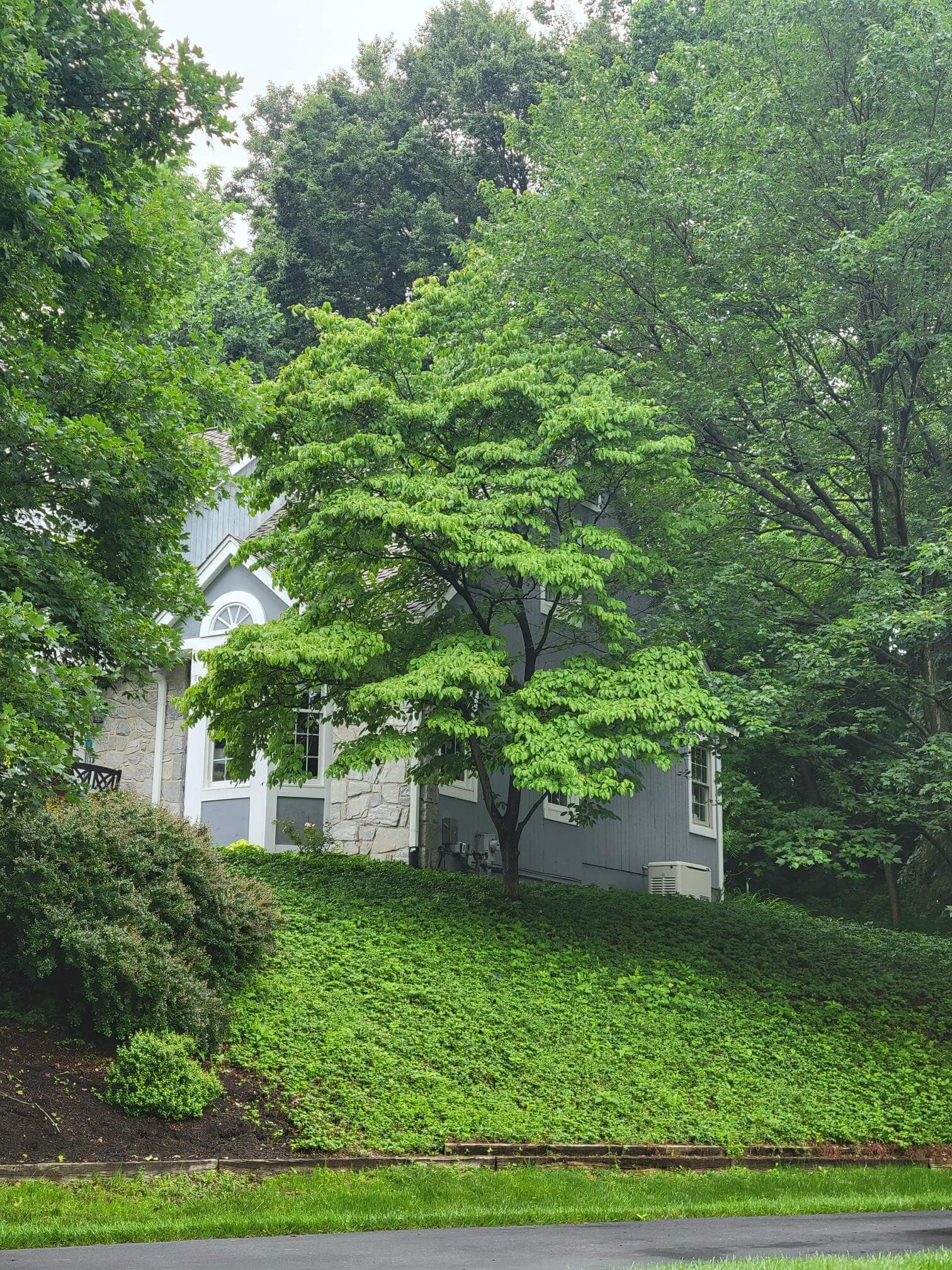 Pachysandra bed after treatment - Main Line Plant Health Problems