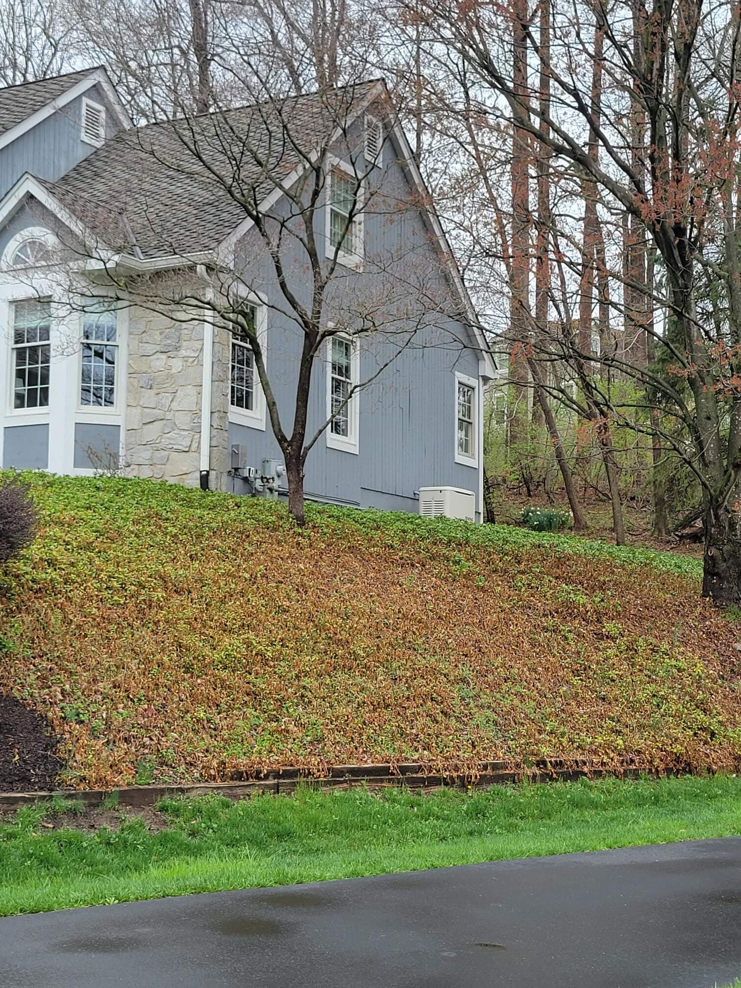 Pachysandra bed before treatment - Main Line Plant Health Problems