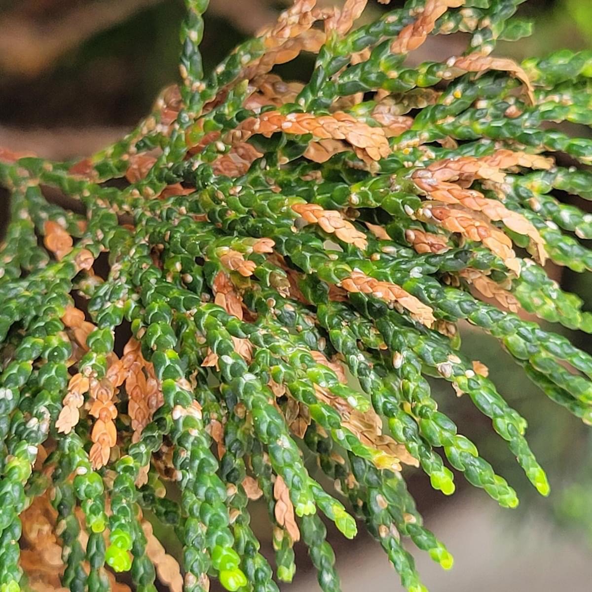 Juniper branch with Juniper scale- Burkholder PHC