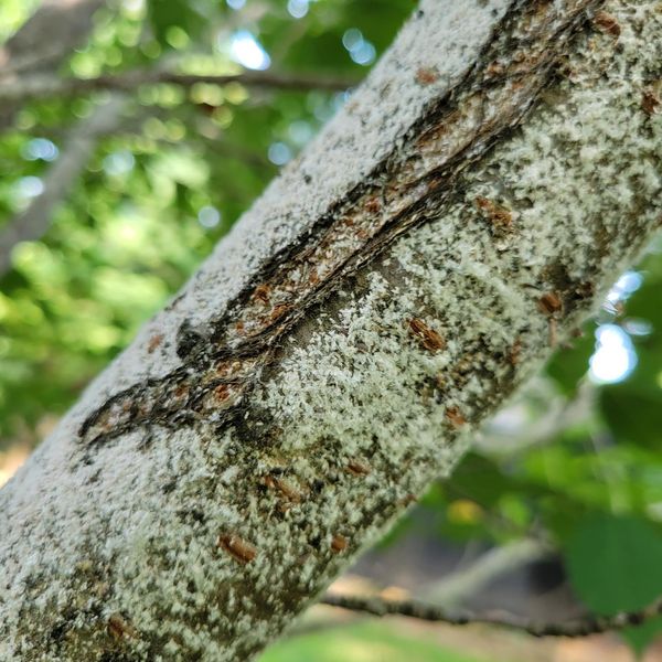 Prunicola scale insects on branch - Burkholder PHC
