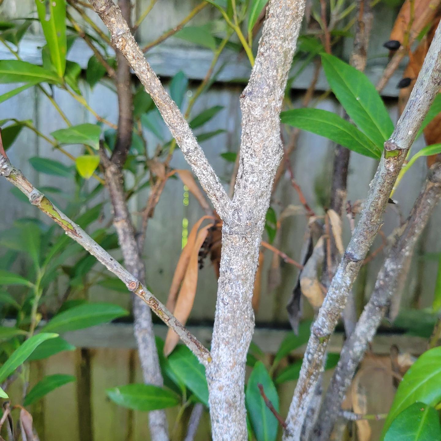 Tree damaged by white prunicola scale - Burkholder PHC