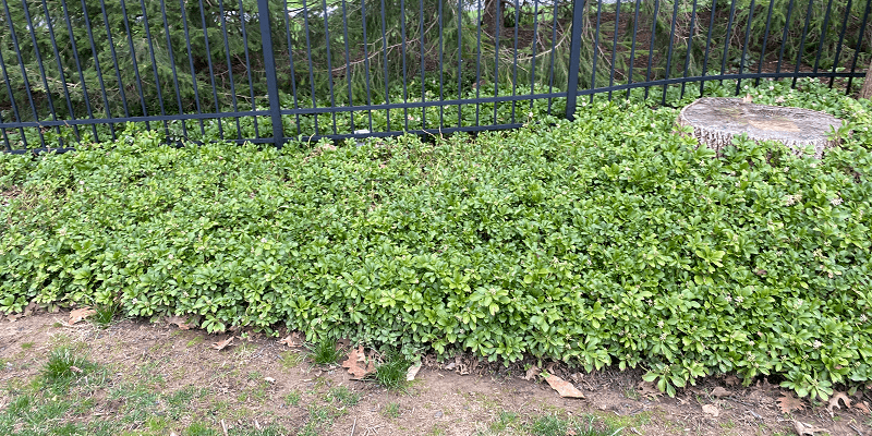 White Prunicola Scale in a tree - Burkholder Plant Health Care Year in Review