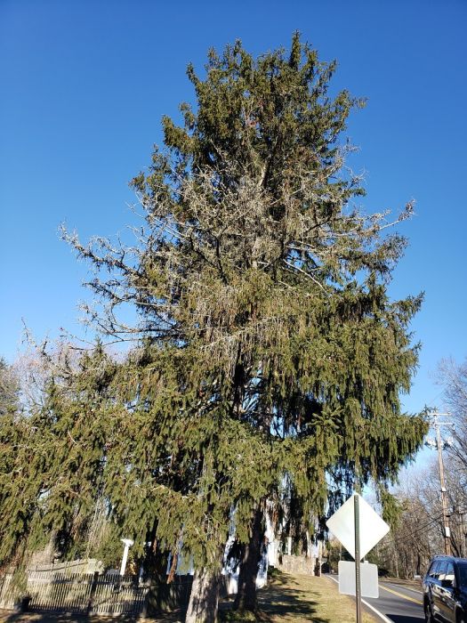 Norway spruce with cytosphora canker - Burkholder PHC