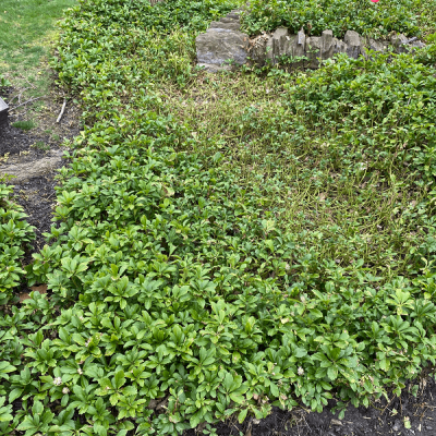 Phytophthora Root Rot is an issue in Burkholder Plant Health Care Year in Review