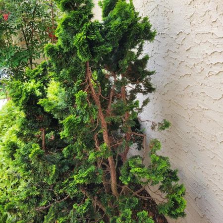 Juniper near wall - Juniper scale- Burkholder PHC