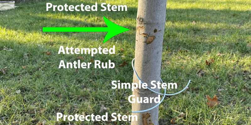 diagram of trunk with deer rub damage and deterrents | plant health care year in review | Burkholder PHC