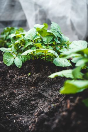 plants growing in dark soil | soil amendment | Burkholder PHC