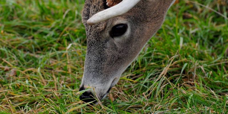diagram of trunk with deer rub damage and deterrents | plant health care year in review | Burkholder PHC