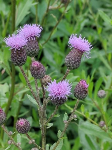 Canada thistle purple flowering weeds- weeds in Main Line landscapes - Burkholder PHC