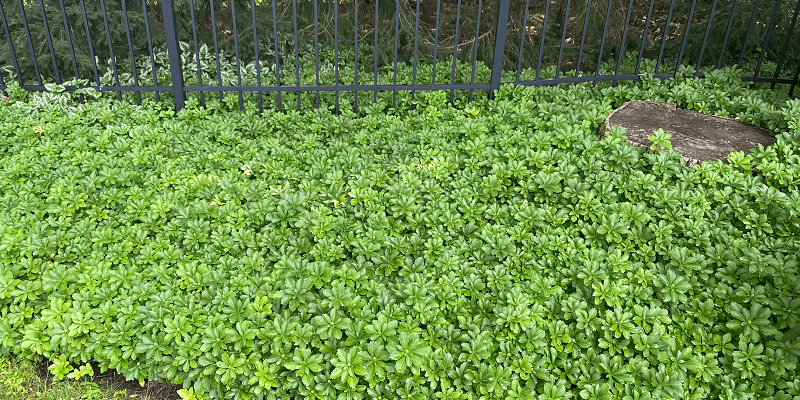 rhododendron leaves with phytophthora root rot | Burkholder Plant Health Care Year In Review Issues