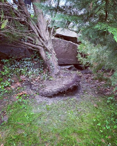 Uprooted crepe myrtle - Tree Inspection - Burkholder PHC