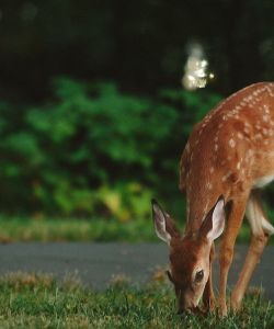 Deer in a Yard | Deer Browse Deterrents are Part of Burkholder Plant Health Care